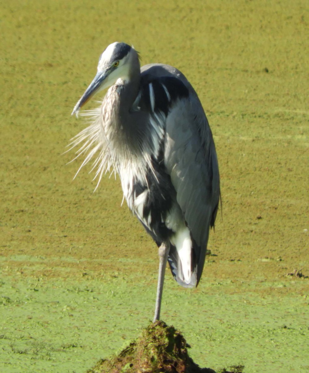 Great Blue Heron - Brant Brumbeloe