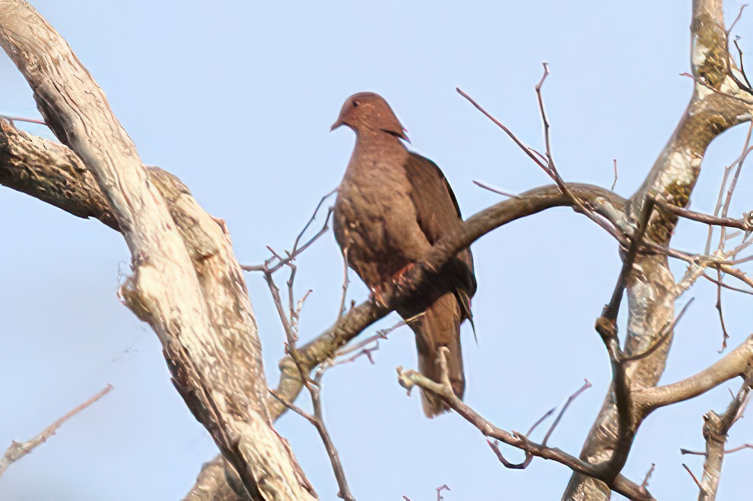 Ruddy Pigeon - Dave Curtis