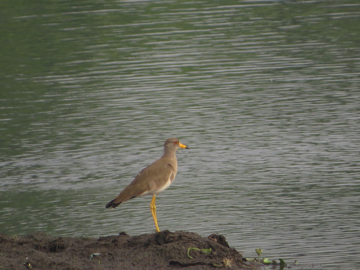 Yellow-wattled Lapwing - ML611087905