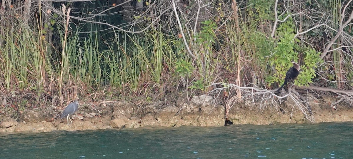 Little Blue Heron - ML611087917