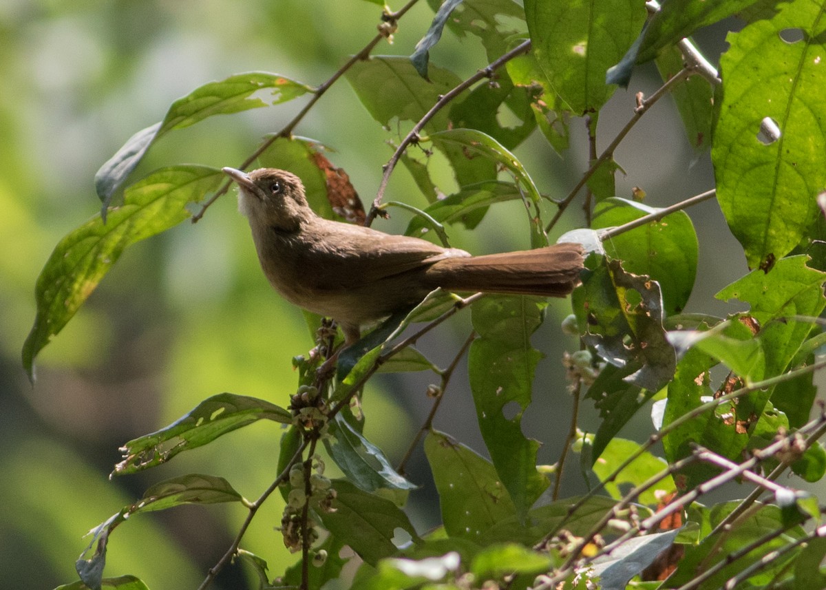 Bulbul Verdoso (cinnamomeoventris) - ML611088071