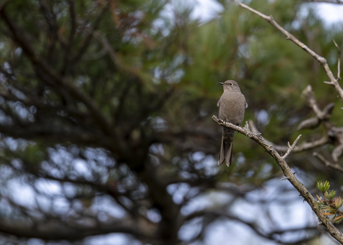 Townsend's Solitaire - ML611088184