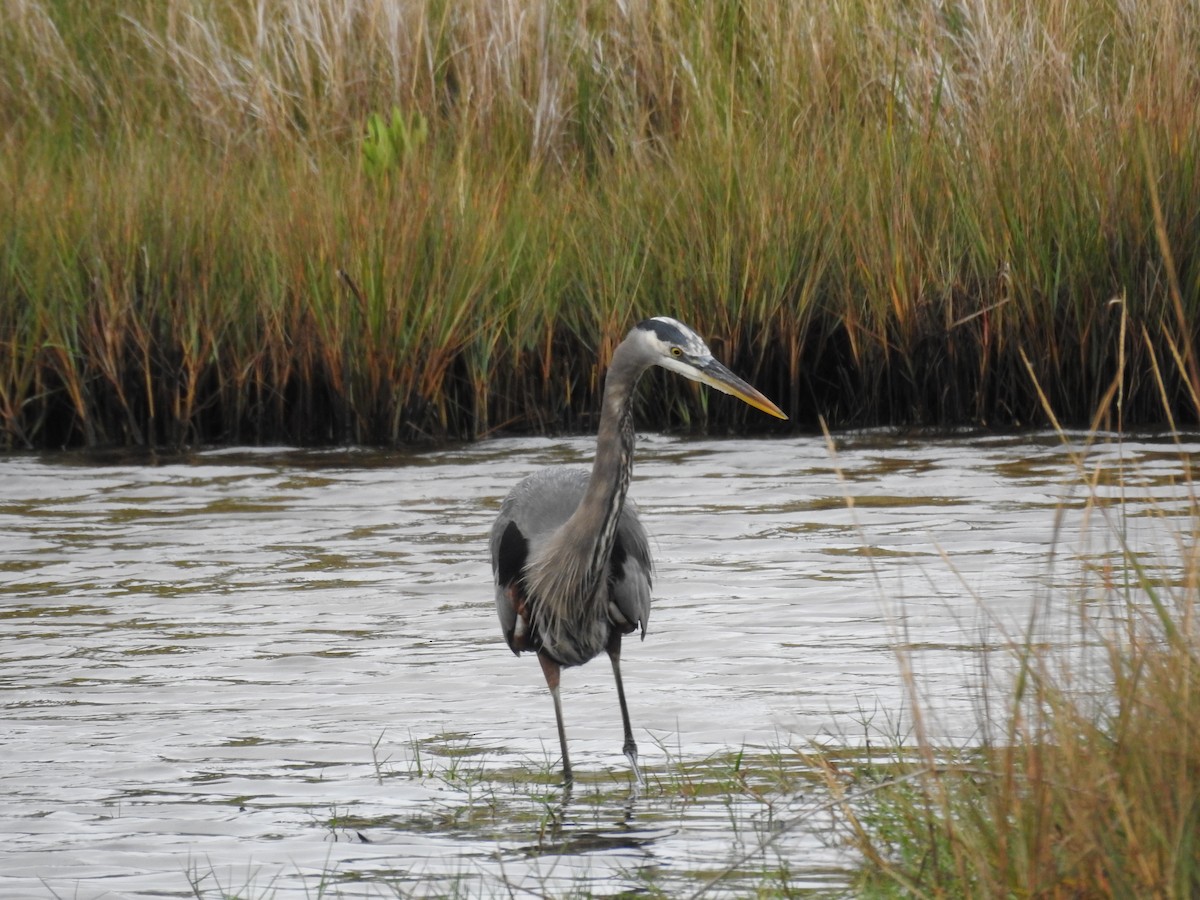 Great Blue Heron - ML611088221