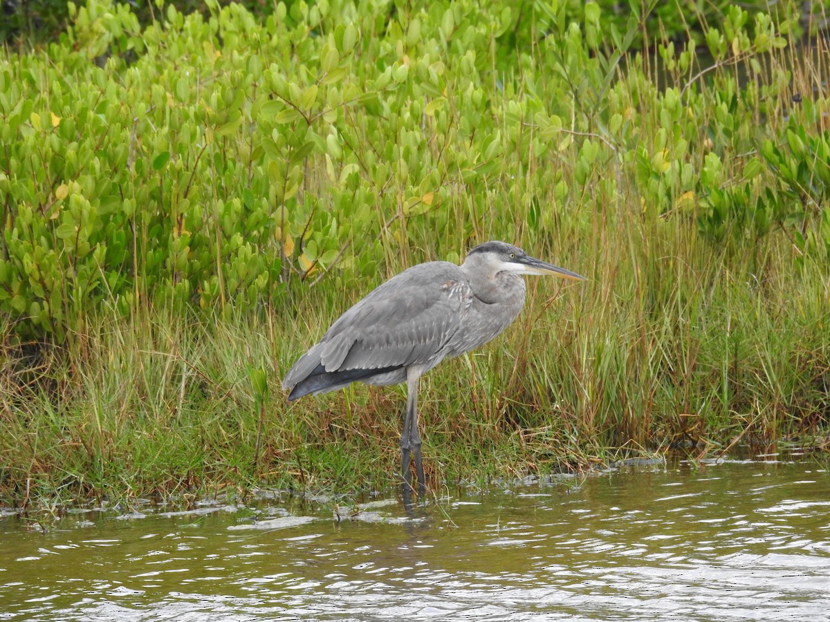Great Blue Heron - ML611088226