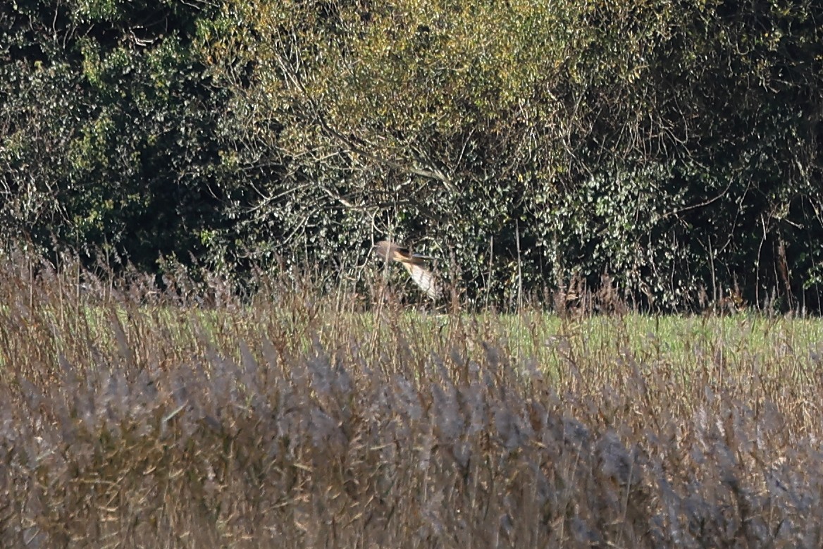 Hen Harrier - ML611088302