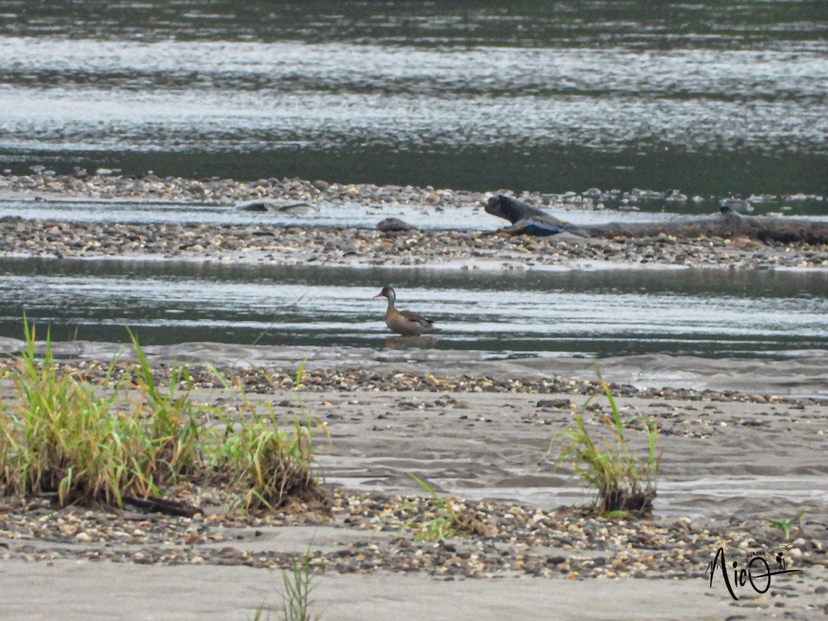 Brazilian Teal - ML611088314