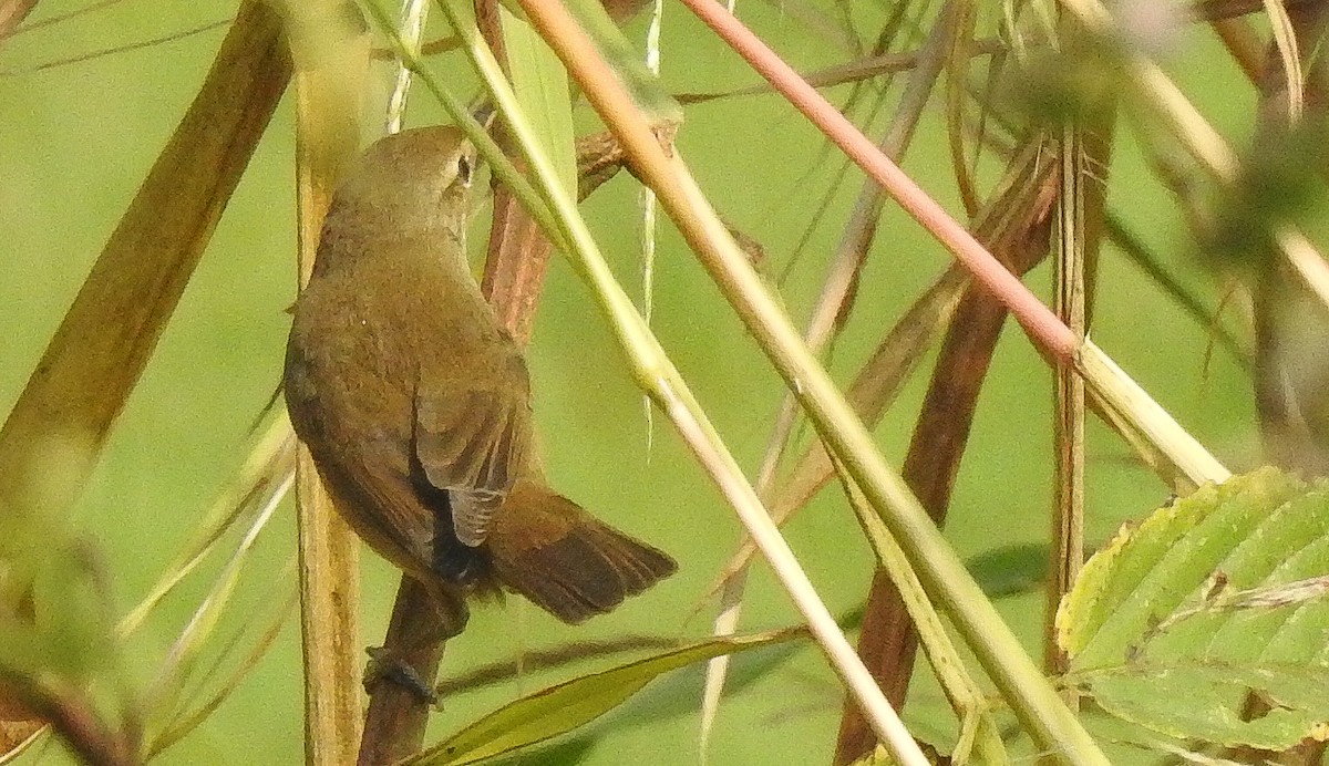 קנית אורז - ML611088339