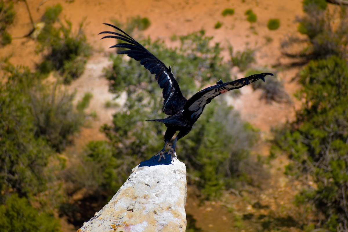 California Condor - John Bowler