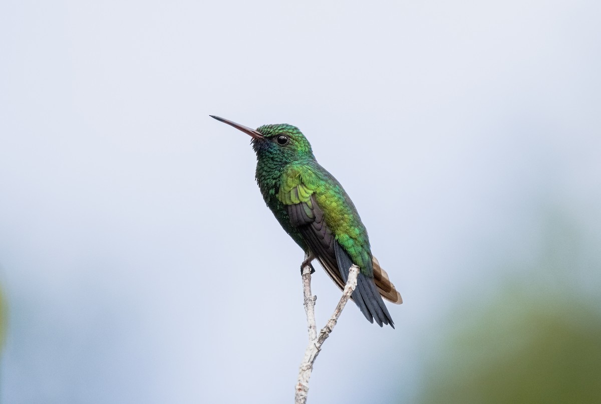 kolibřík modrobradý - ML611088378