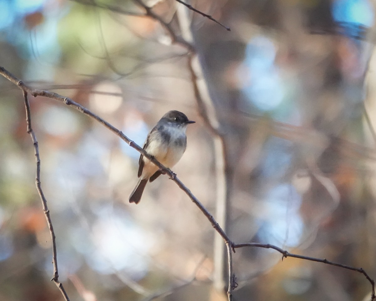 Eastern Phoebe - ML611088421