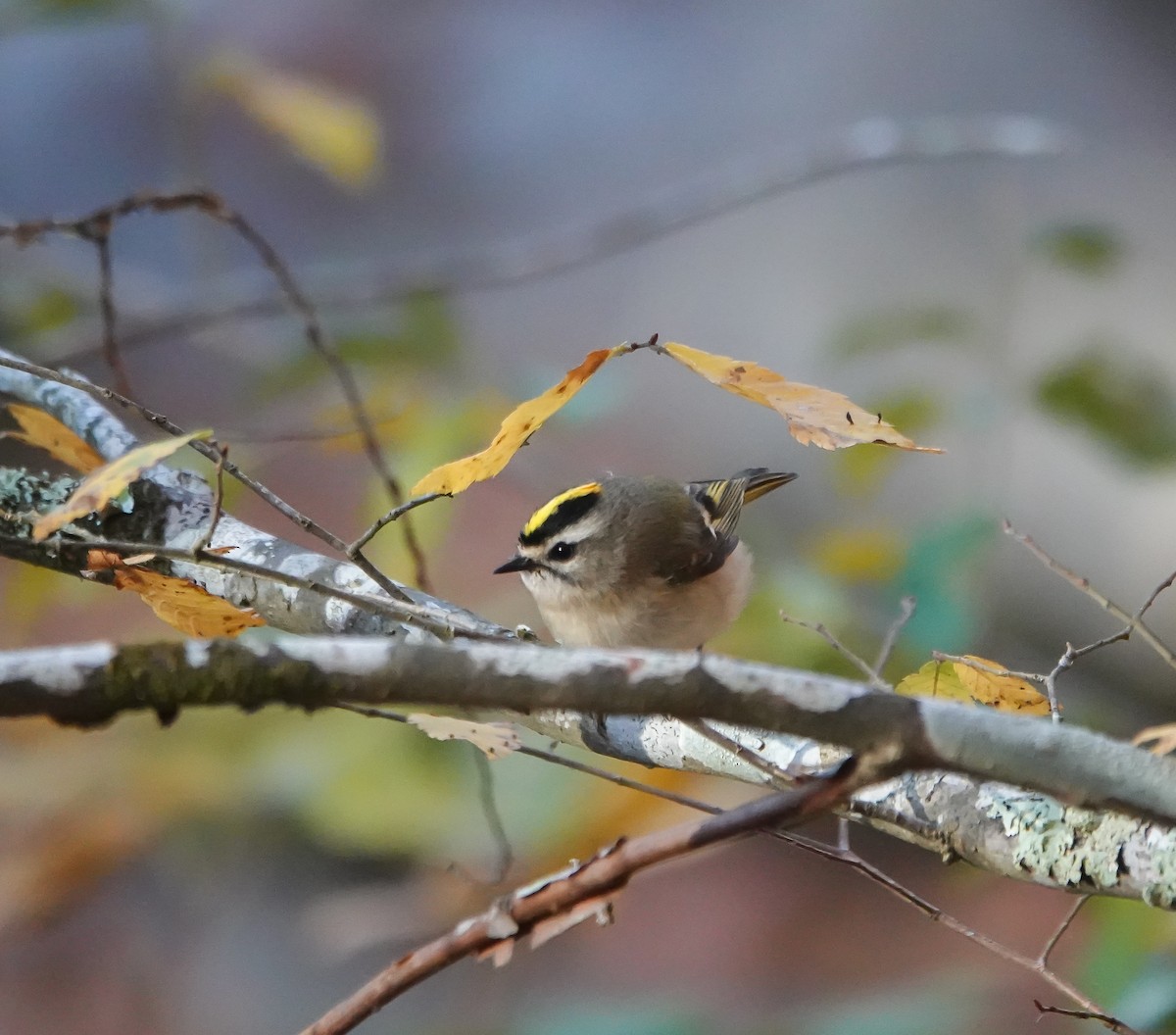 Golden-crowned Kinglet - ML611088427