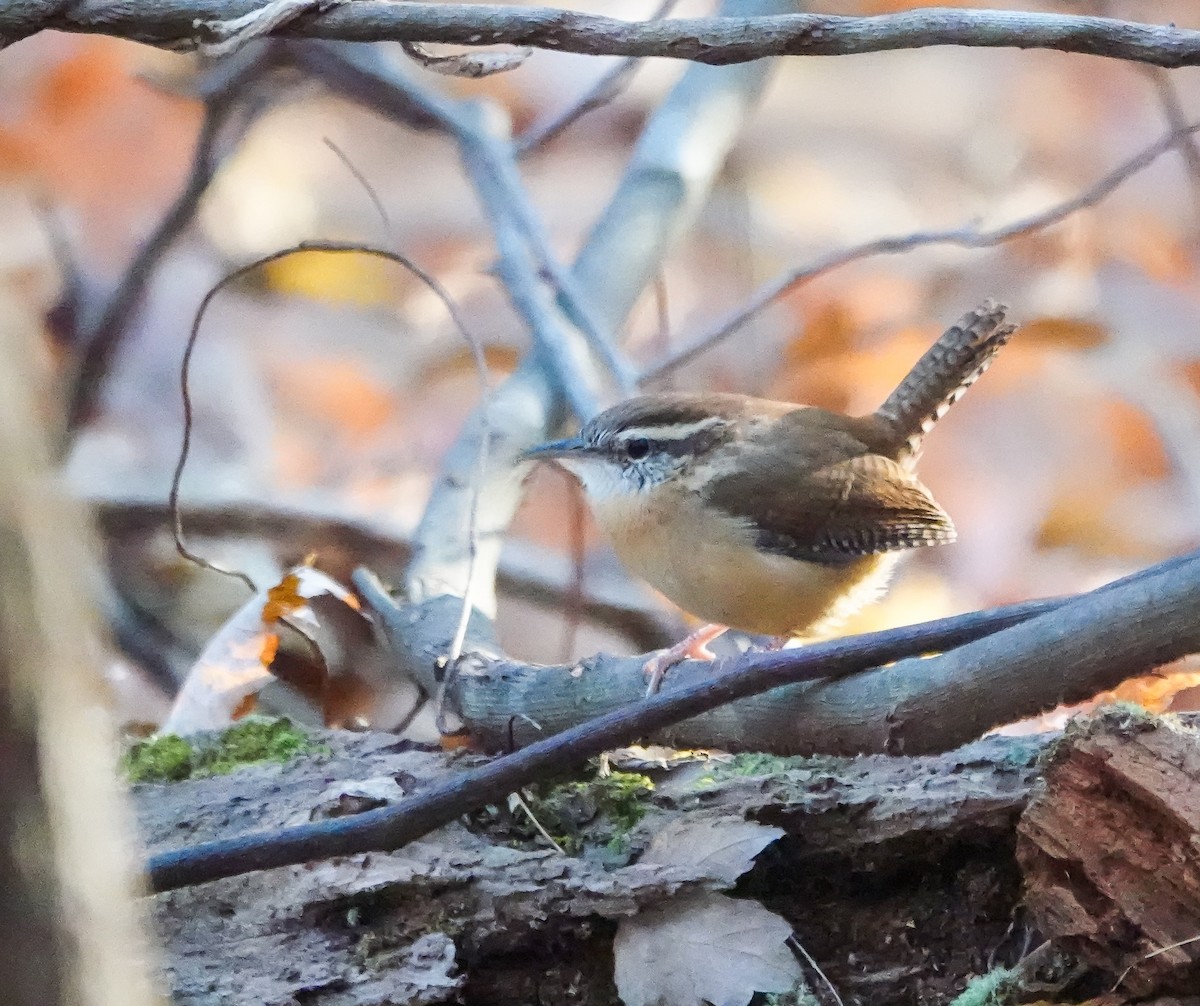 Carolina Wren - ML611088431