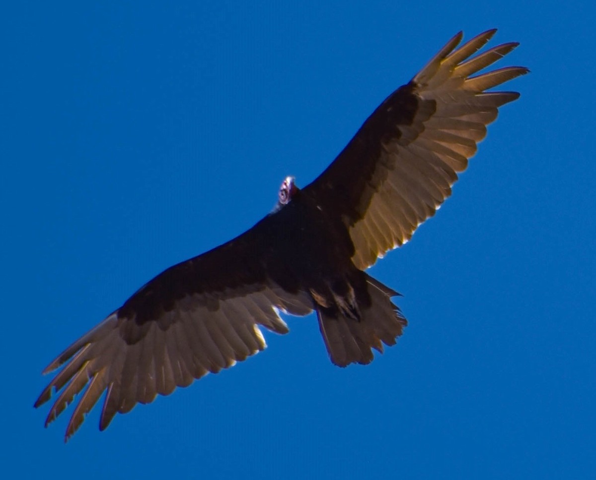 California Condor - ML611088436