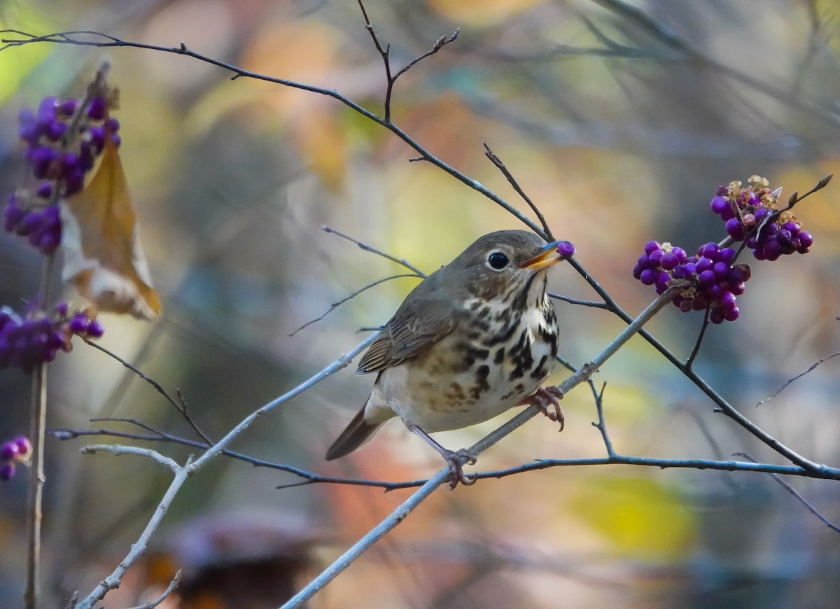 Hermit Thrush - ML611088442