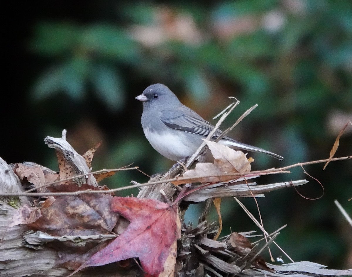 Dark-eyed Junco - ML611088444