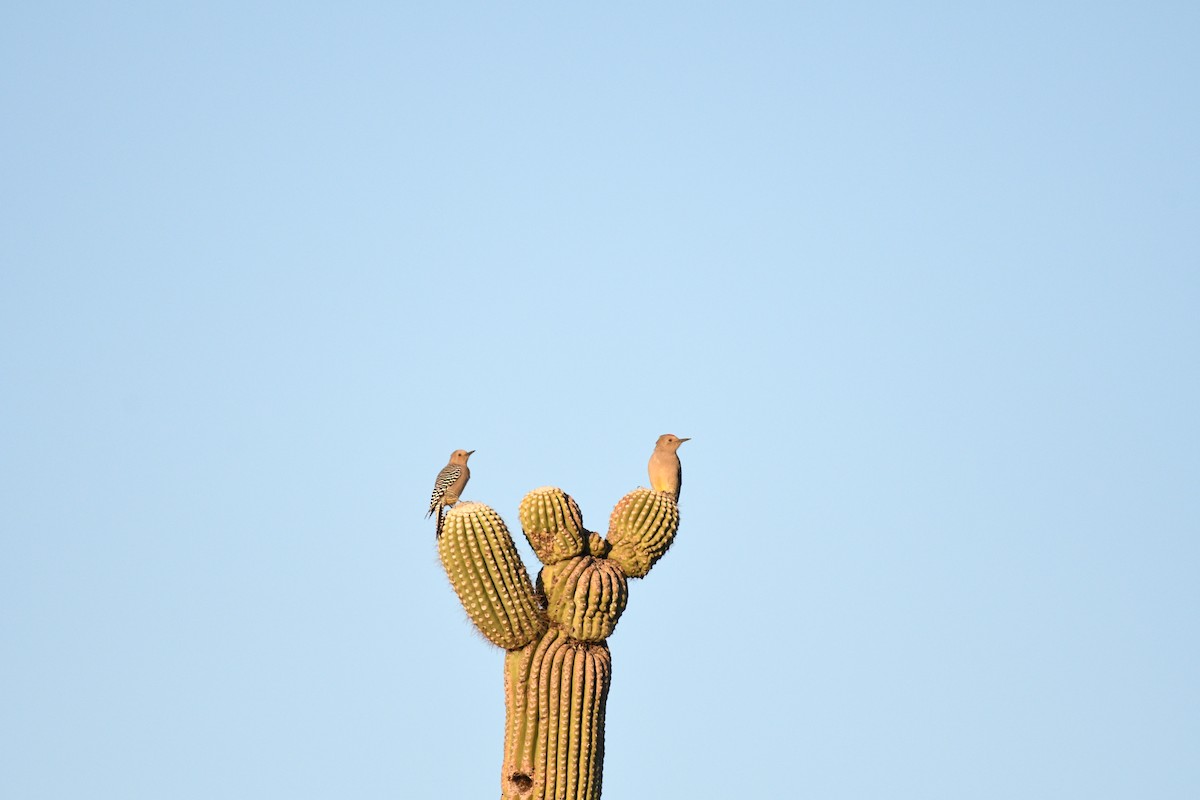 Pic des saguaros - ML611088483