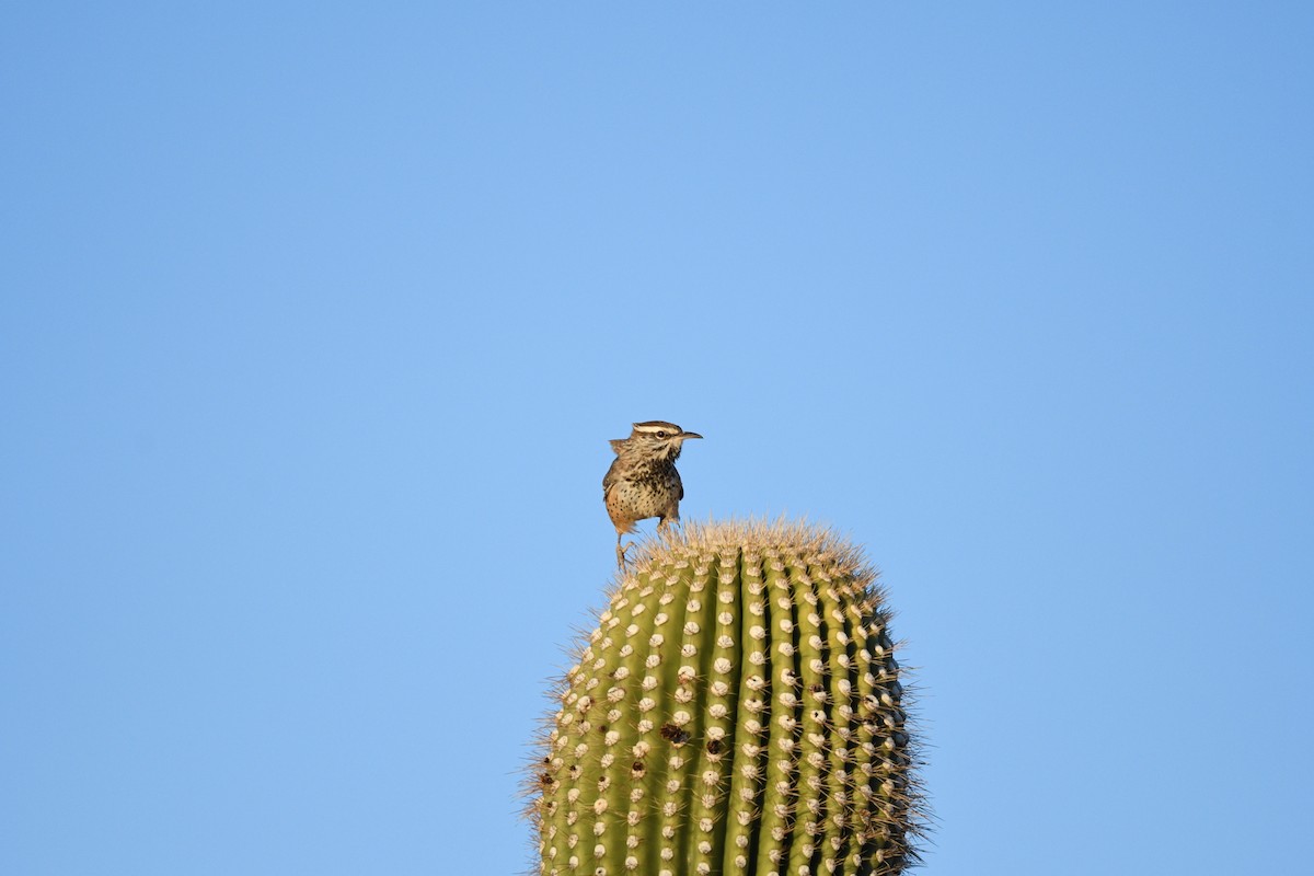 Cactus Wren - ML611088485