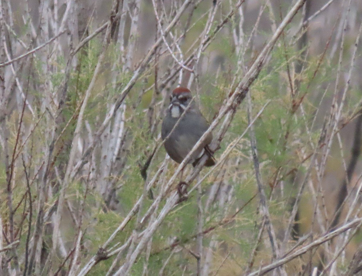 Green-tailed Towhee - ML611088531
