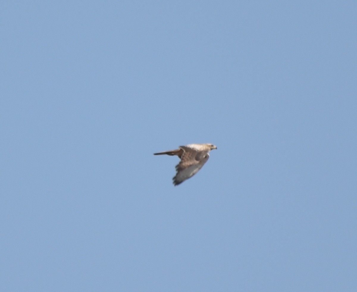 White-eyed Buzzard - ML611088568