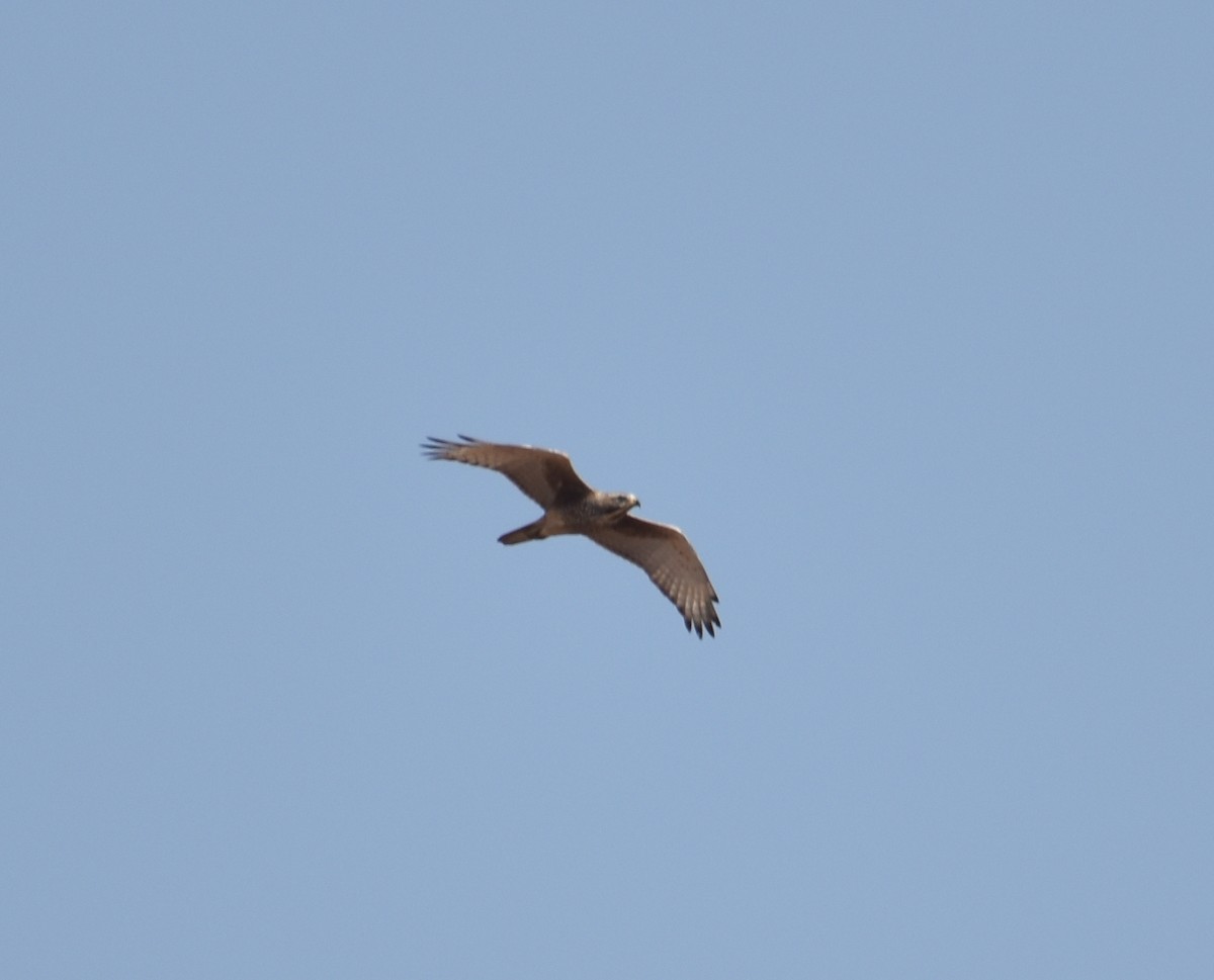 White-eyed Buzzard - Anonymous