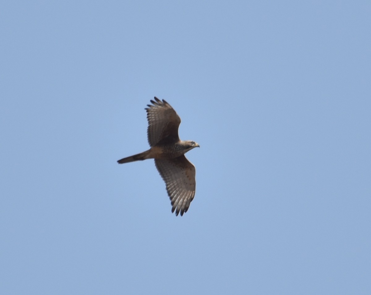 White-eyed Buzzard - ML611088571