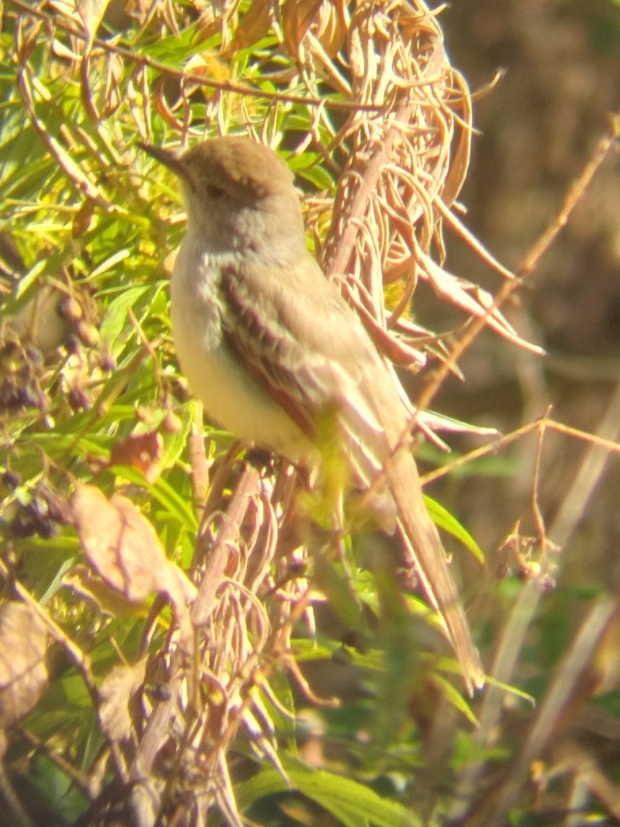 Ash-throated Flycatcher - ML611088598