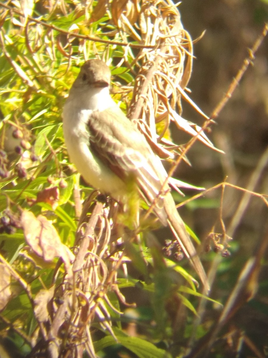 Ash-throated Flycatcher - ML611088599