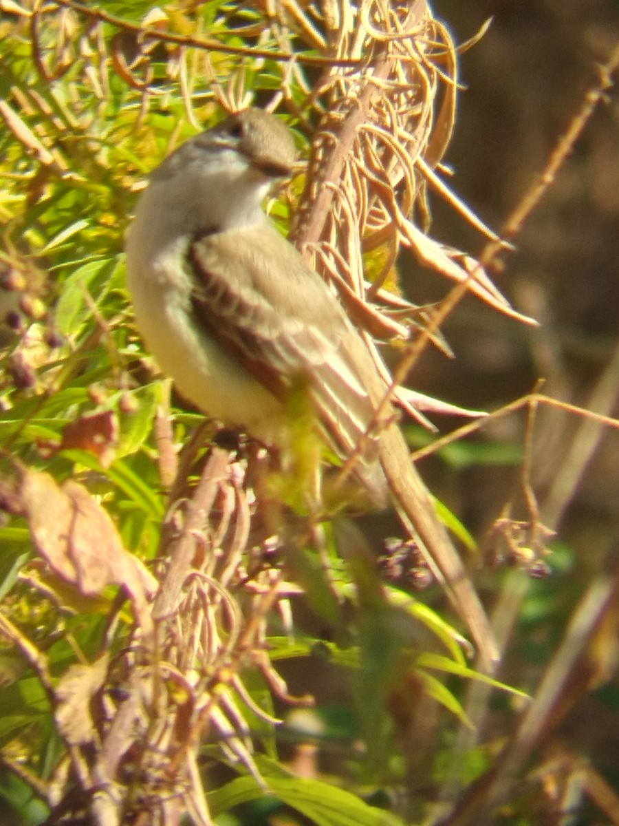 Ash-throated Flycatcher - ML611088600