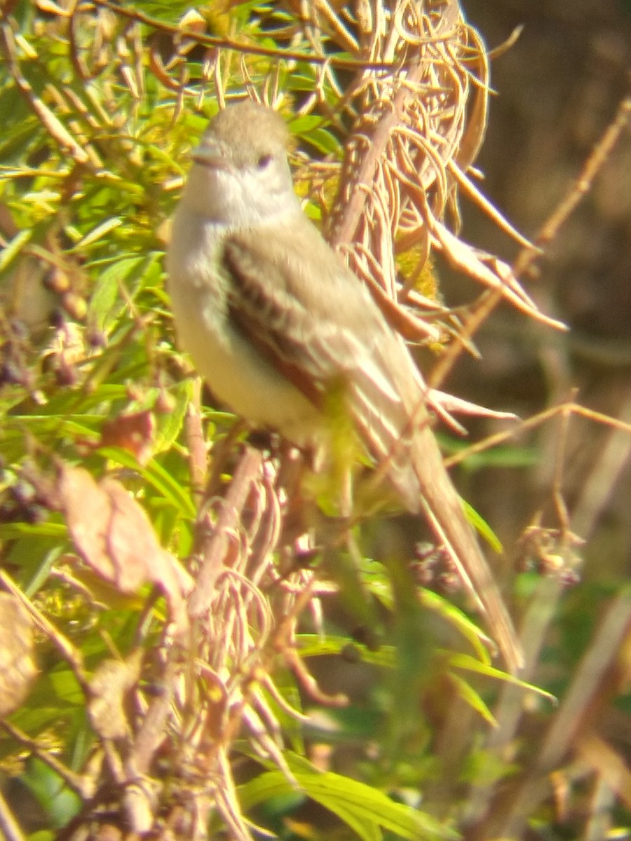 Ash-throated Flycatcher - ML611088601