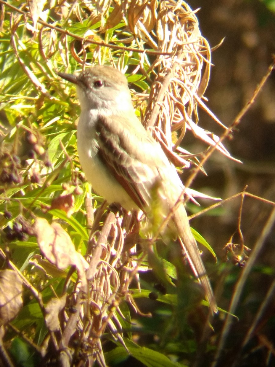 Ash-throated Flycatcher - ML611088602