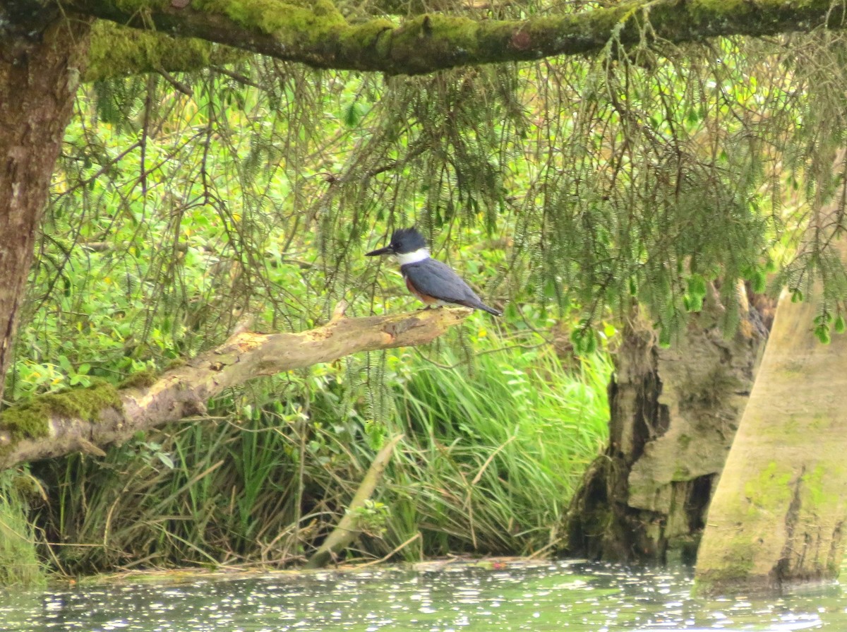 Belted Kingfisher - ML611088617