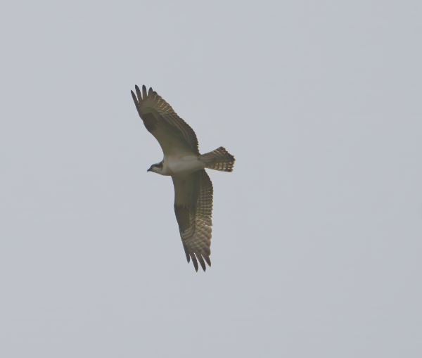 Águila Pescadora - ML611088648