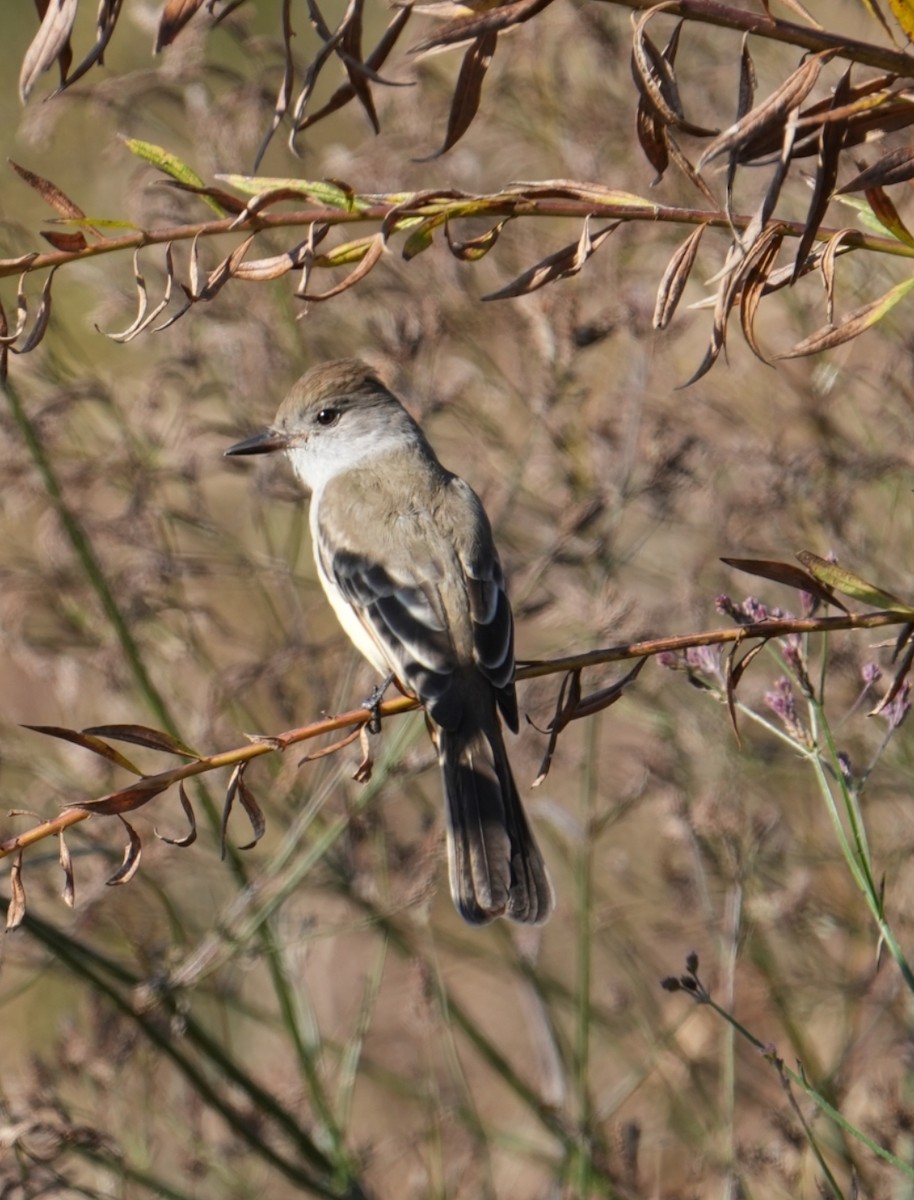 Ash-throated Flycatcher - ML611088674