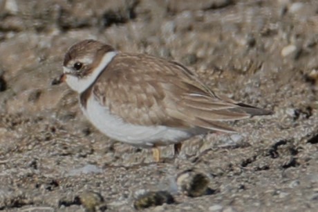 Semipalmated Plover - michael vedder