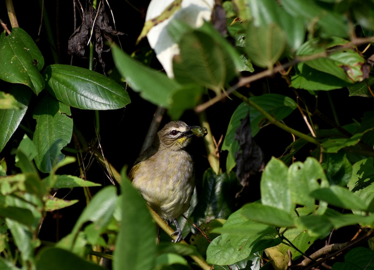 White-browed Bulbul - ML611088766