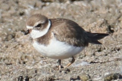 Semipalmated Plover - ML611088772