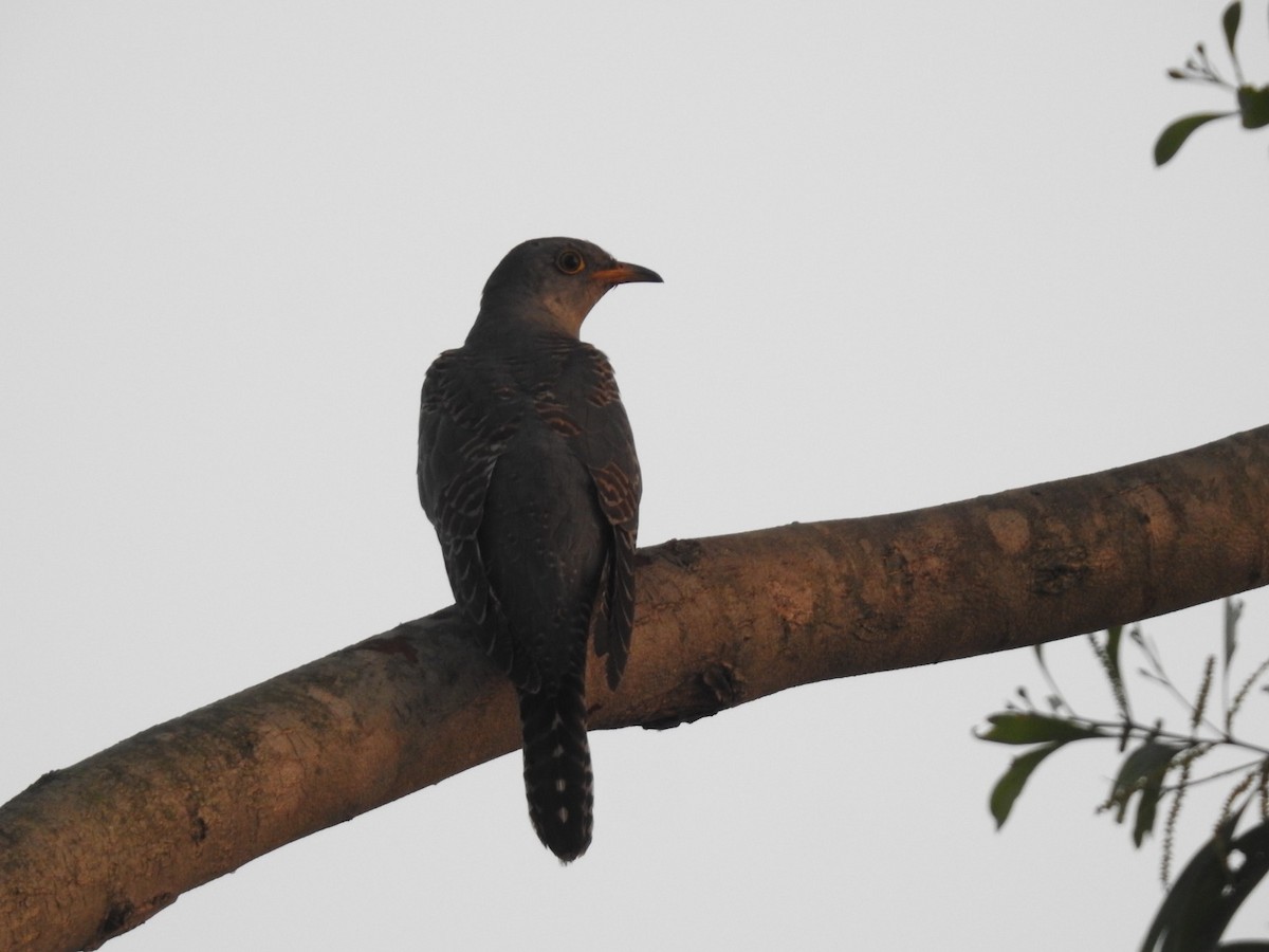 Common Cuckoo - ML611088873