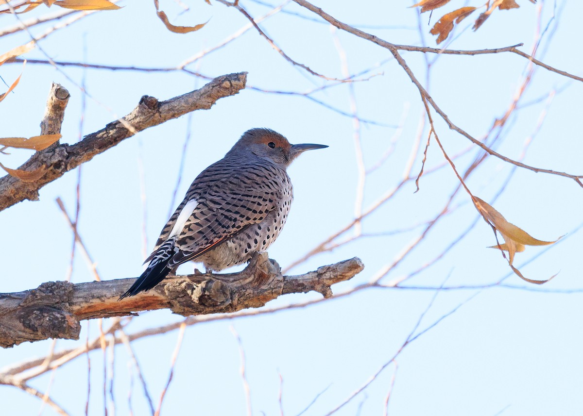 Northern Flicker - ML611088969