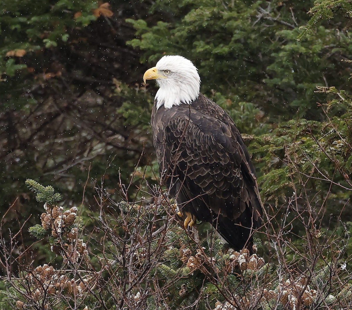 Bald Eagle - ML611089052