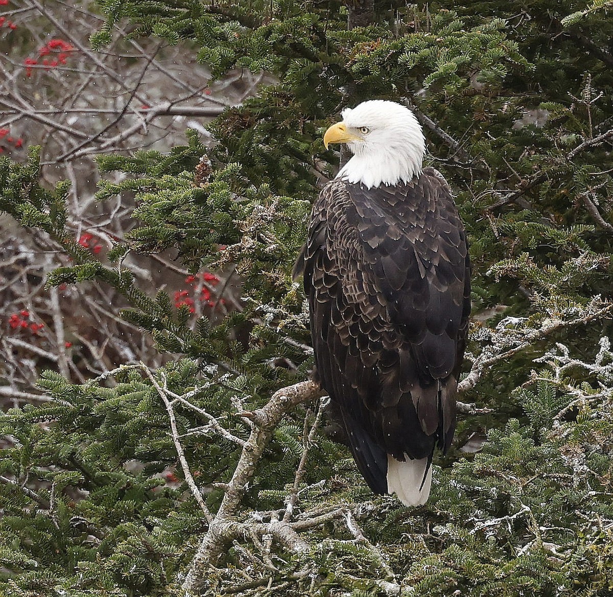 Weißkopf-Seeadler - ML611089053