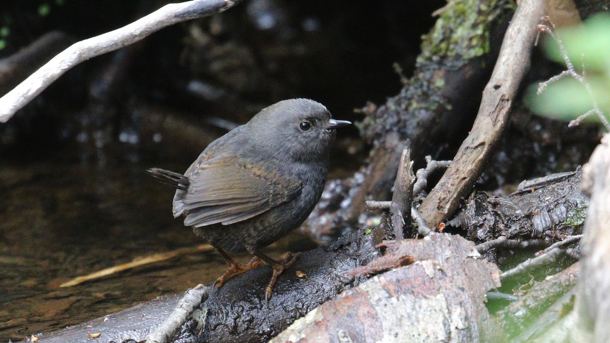 Magellanic Tapaculo - ML611089055