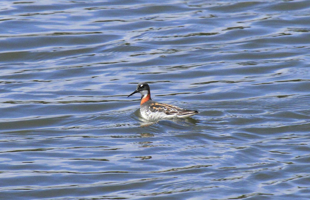 Red-necked Phalarope - ML611089106