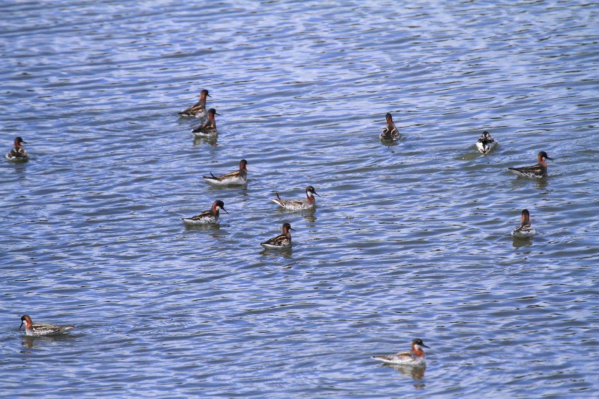 Red-necked Phalarope - ML611089107