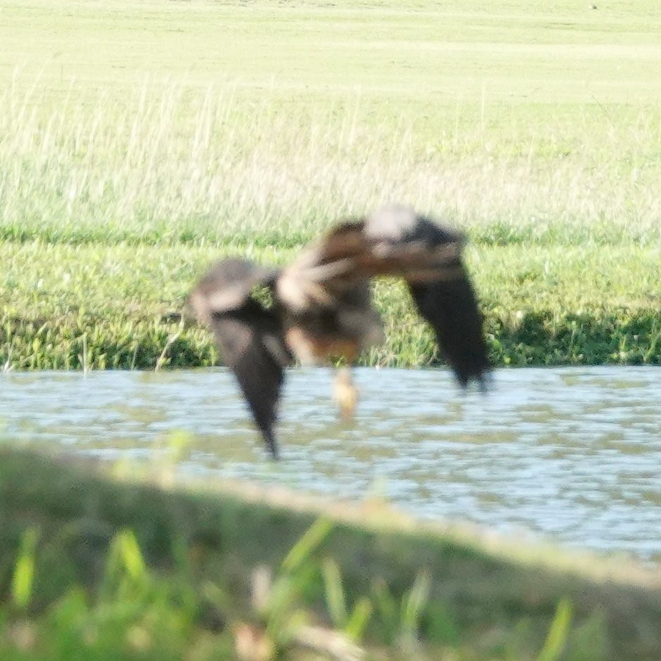 Rotschwanzbussard - ML611089203