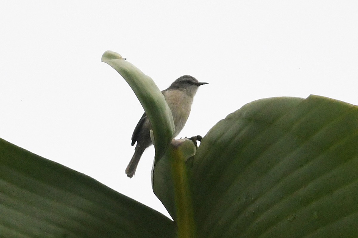 Rand's Warbler - ML611089219