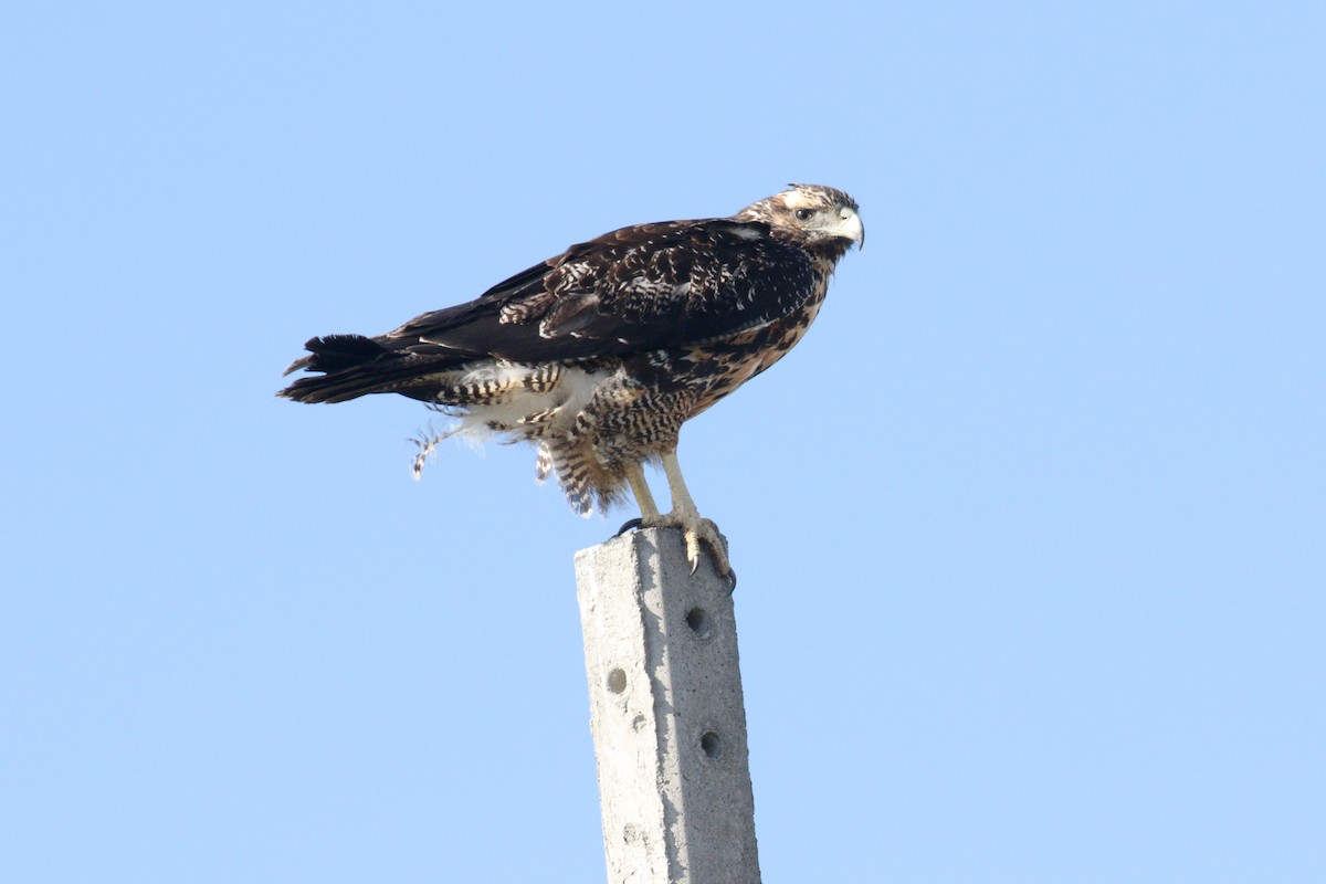 Black-chested Buzzard-Eagle - ML611089241