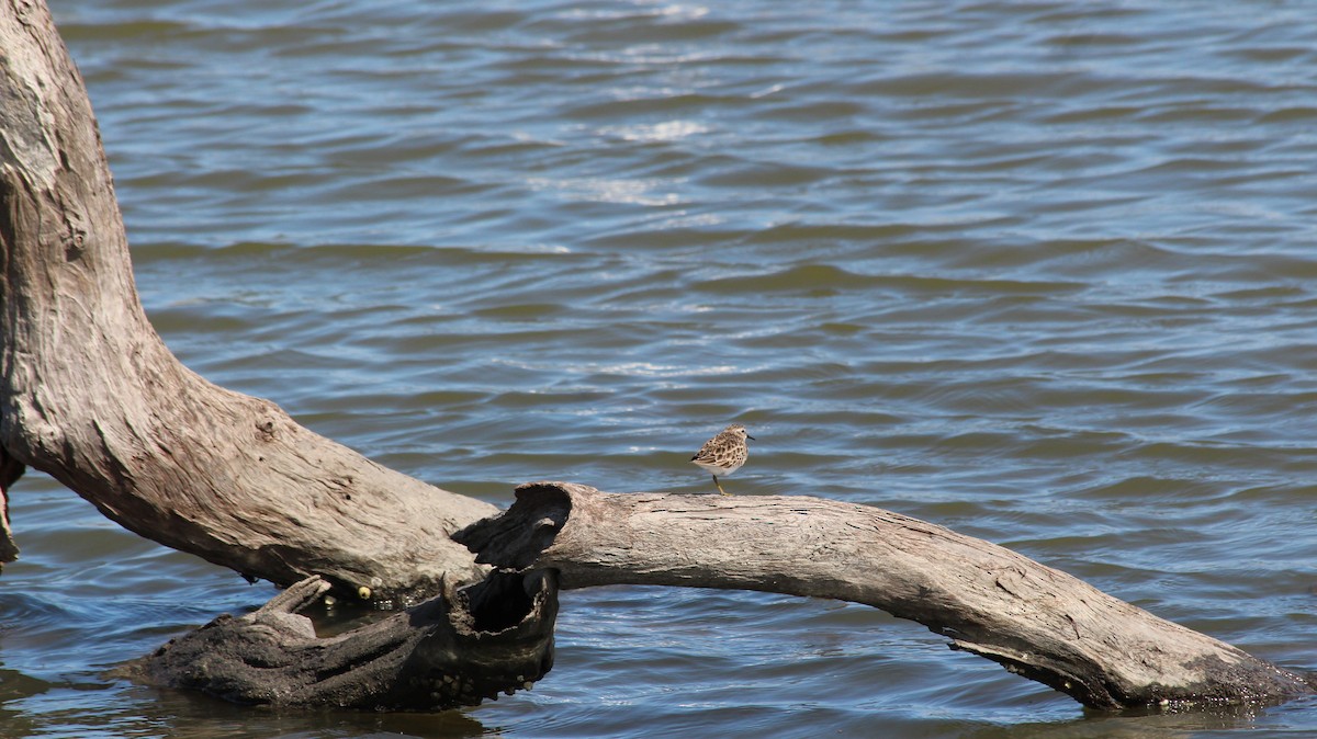 Least Sandpiper - ML611089256