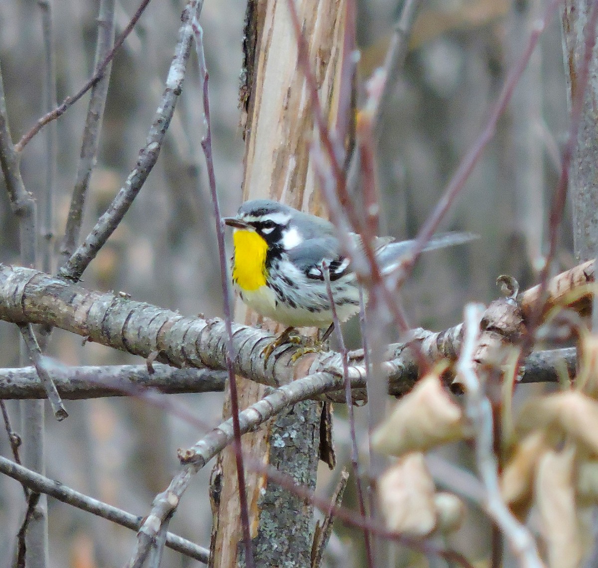 Yellow-throated Warbler - Margaret Reine