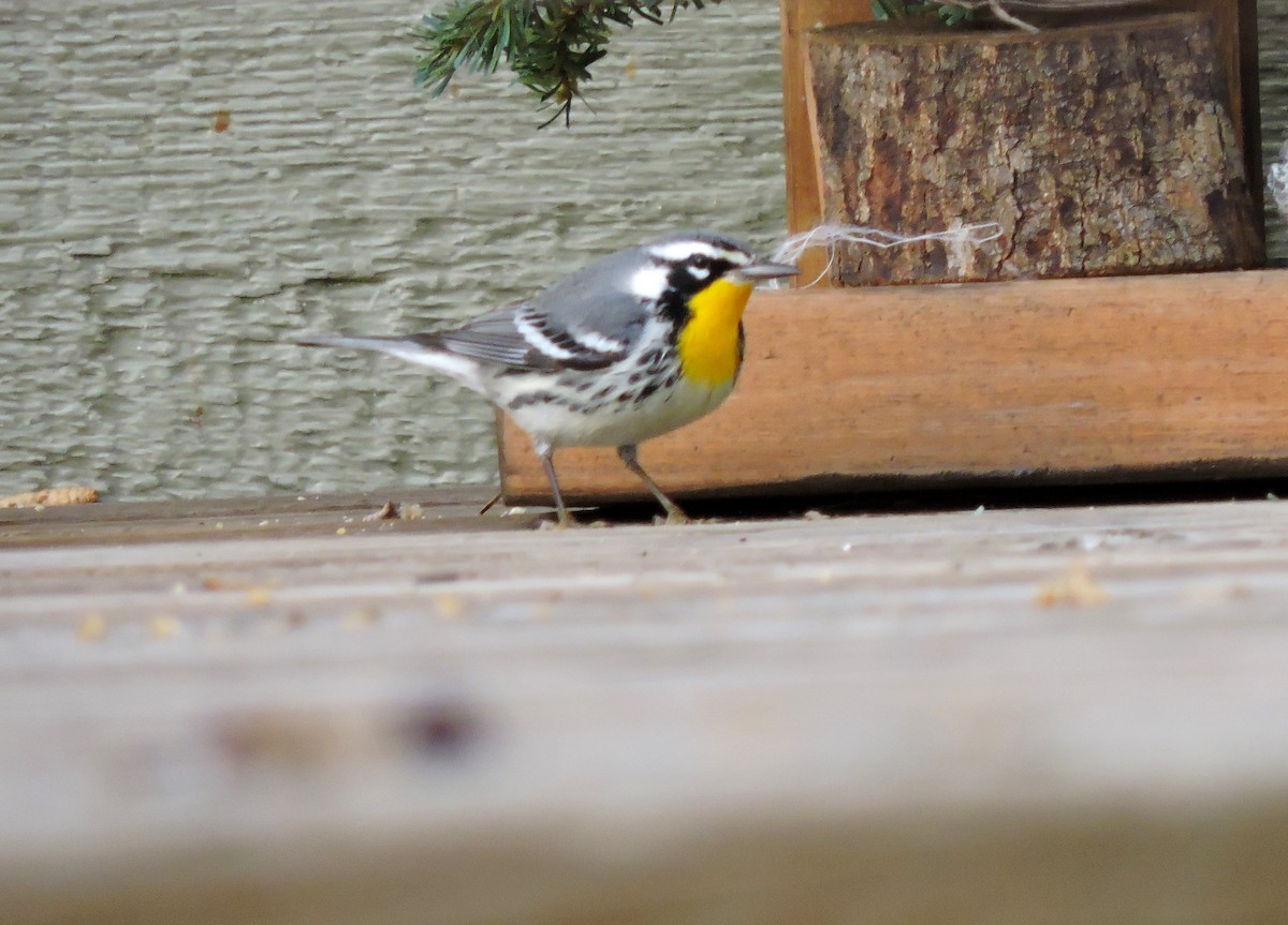Yellow-throated Warbler - Margaret Reine