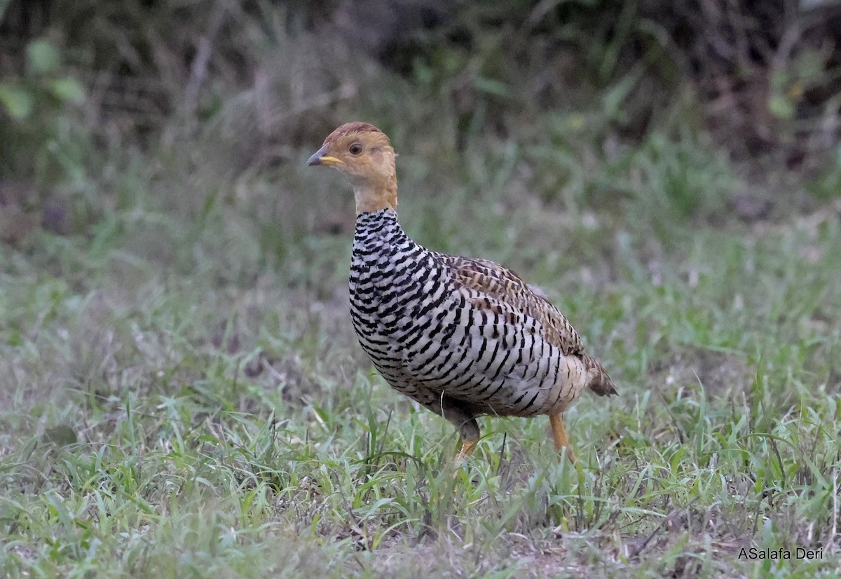 Coqui Francolin (Bar-breasted) - ML611089406